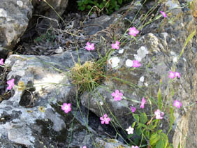 Dianthus pyrenaicus